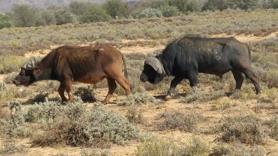 Day two at Inverdoorn Game Reserve South Africa