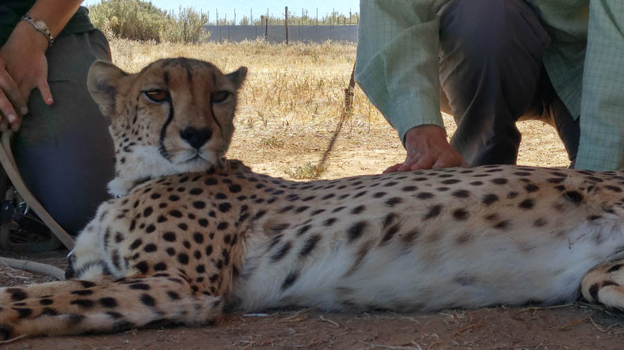 Day two at Inverdoorn Game Reserve South Africa