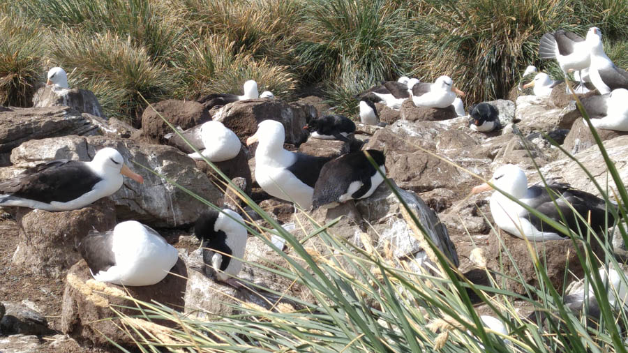 Visiting the Falkland Islands November 2016