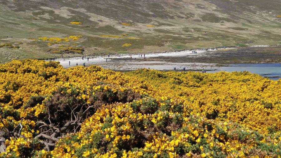 Visiting the Falkland Islands November 2016