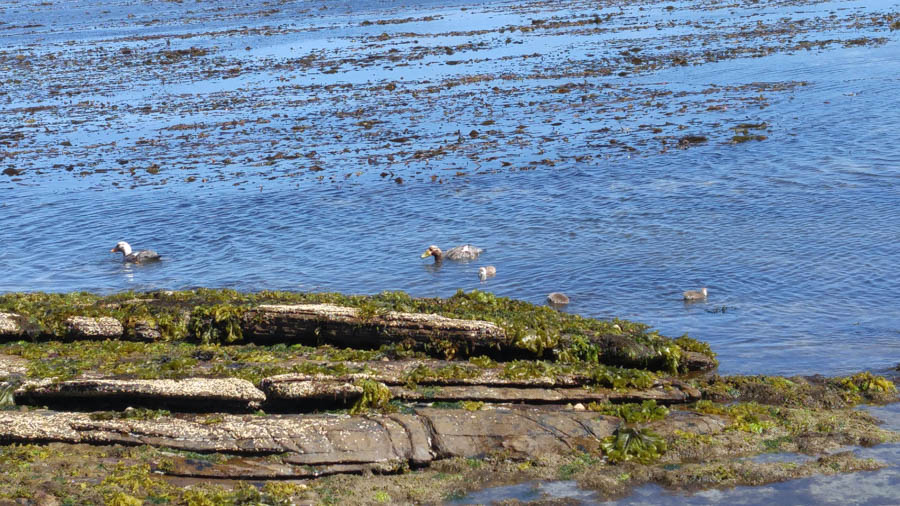 Visiting the Falkland Islands November 2016