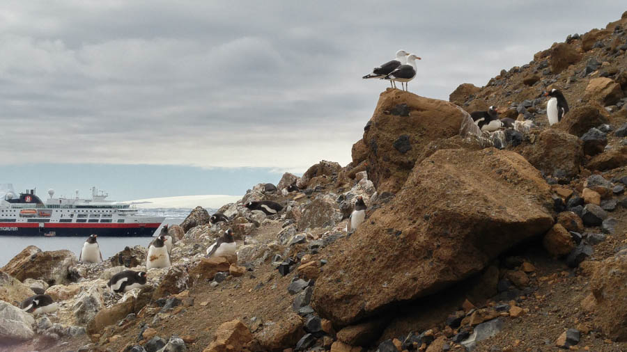 Brown Bluff Antarctica 12/10/2016