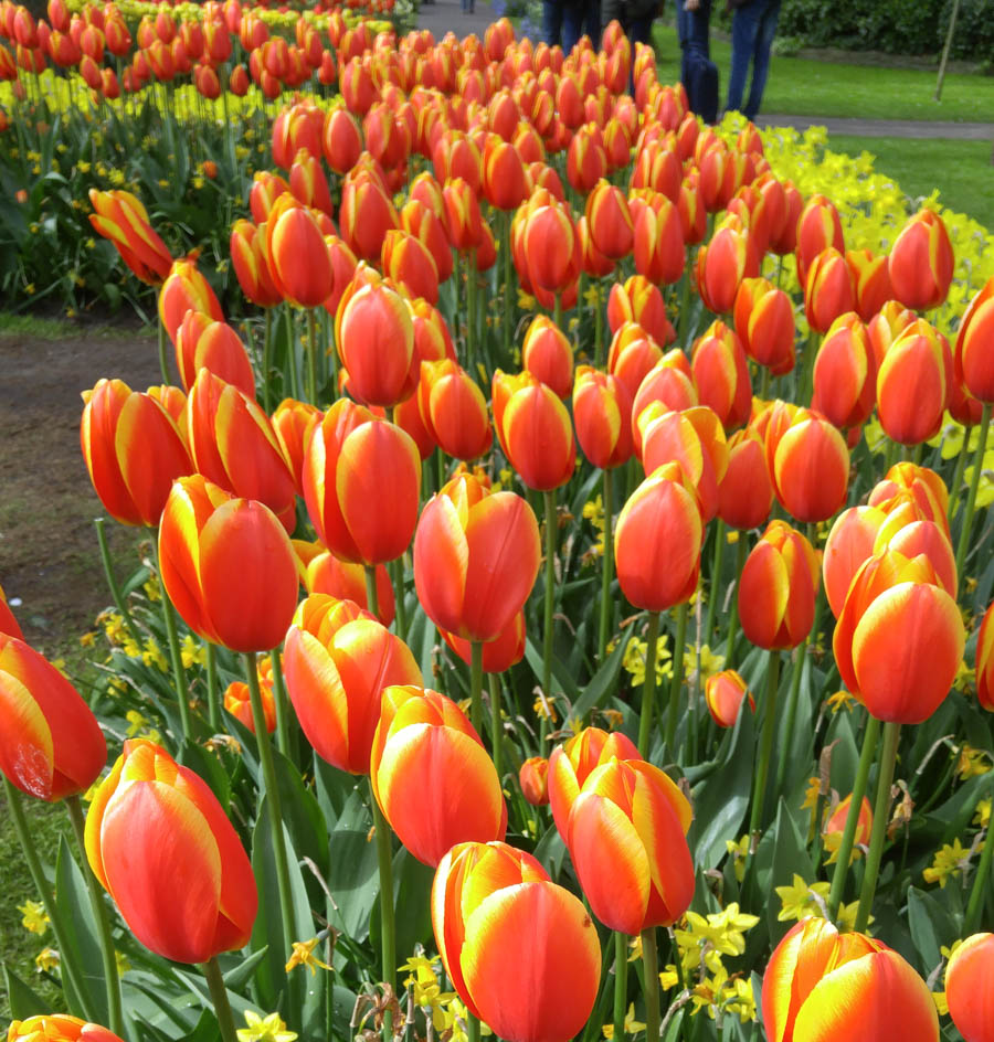 Visiting the tulips