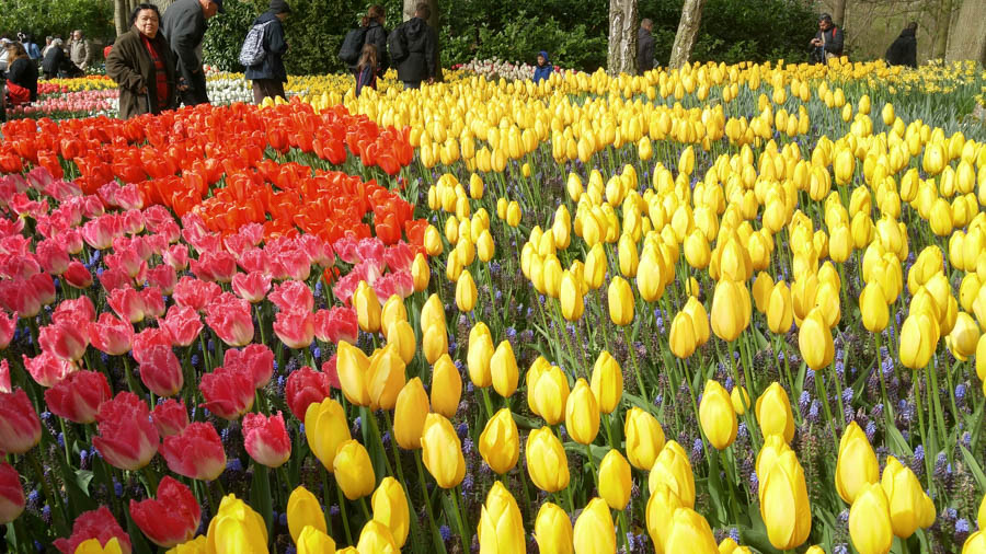 Visiting the tulips