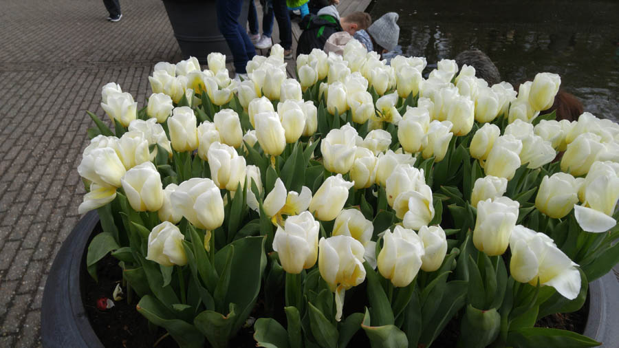 Visiting the tulips