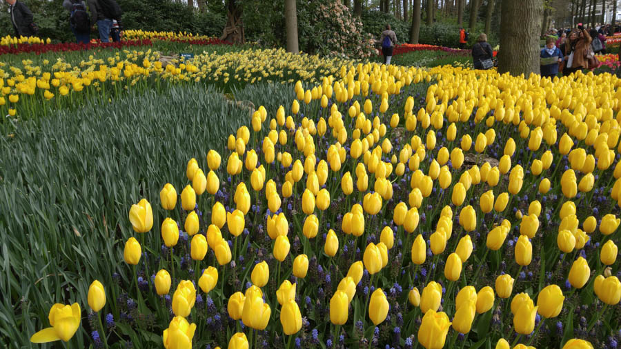 Visiting the tulips