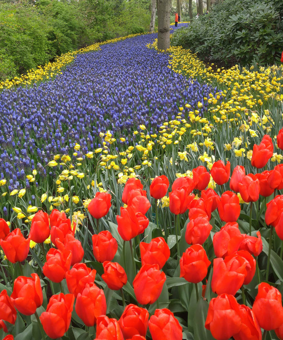 Visiting the tulips