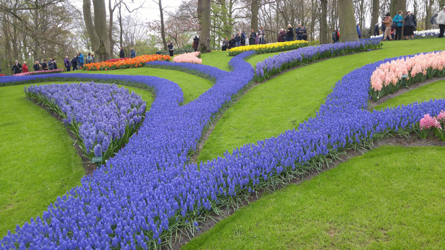 Visiting the tulips