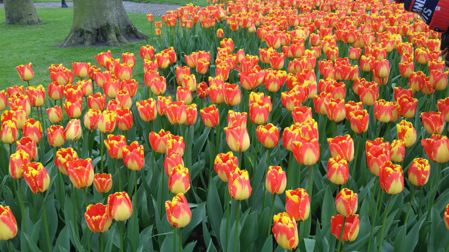 Visiting the tulips