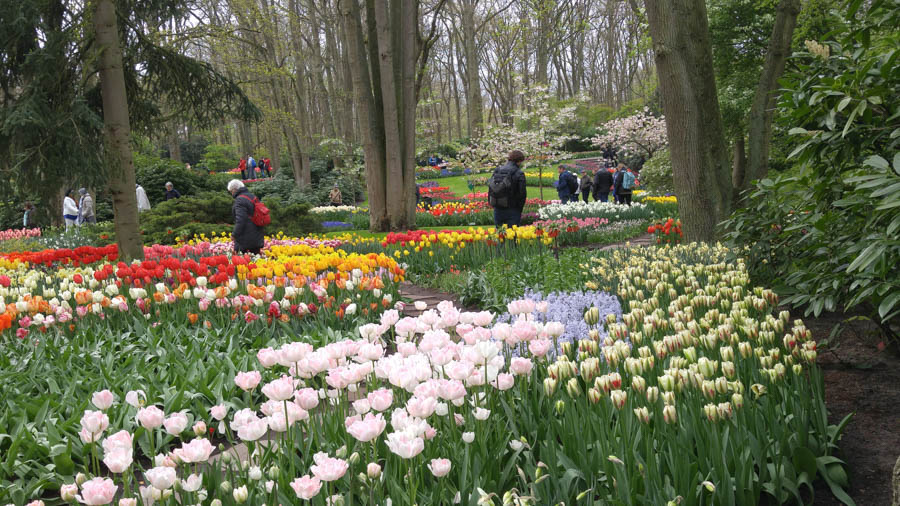 Visiting the tulips