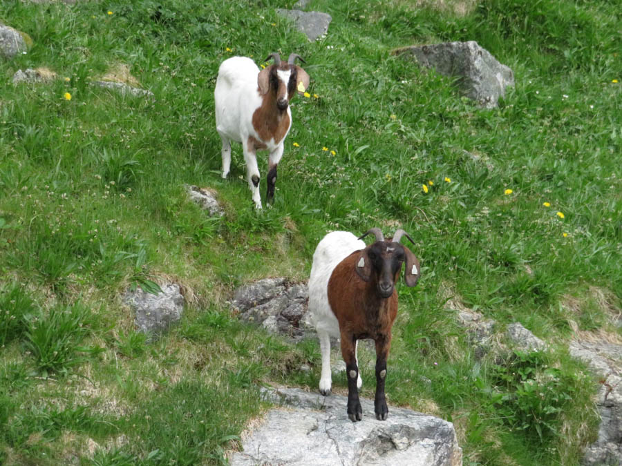 Robin and Bob do Europe May 2018