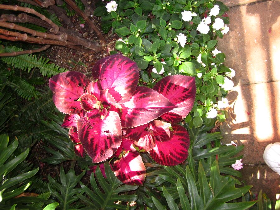 Sherman Gardens with Bunnaford August 2011