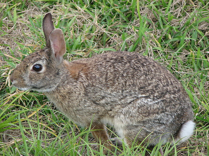 Cotton Tail