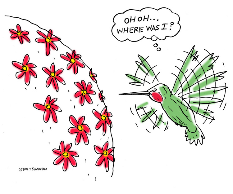 Hummingbird Cartoons