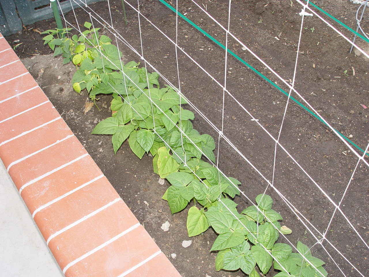 2006 garden