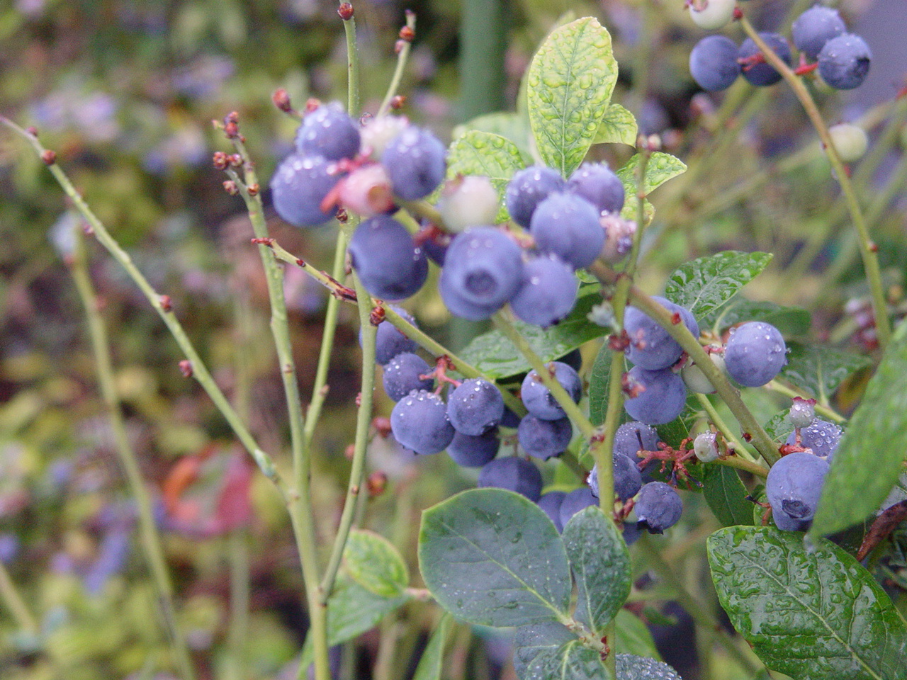 Blueberries ready to eat!