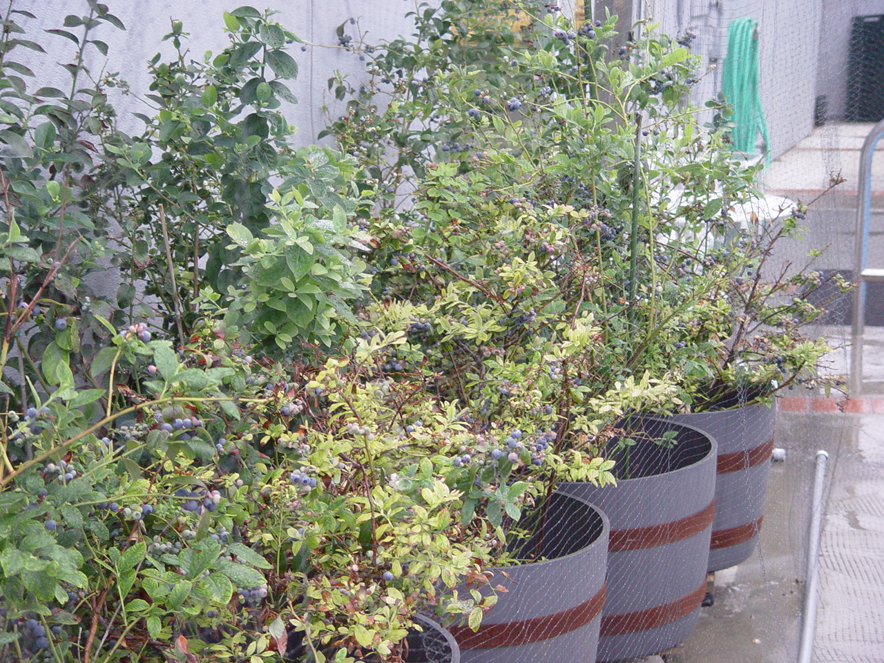 Blueberry forest