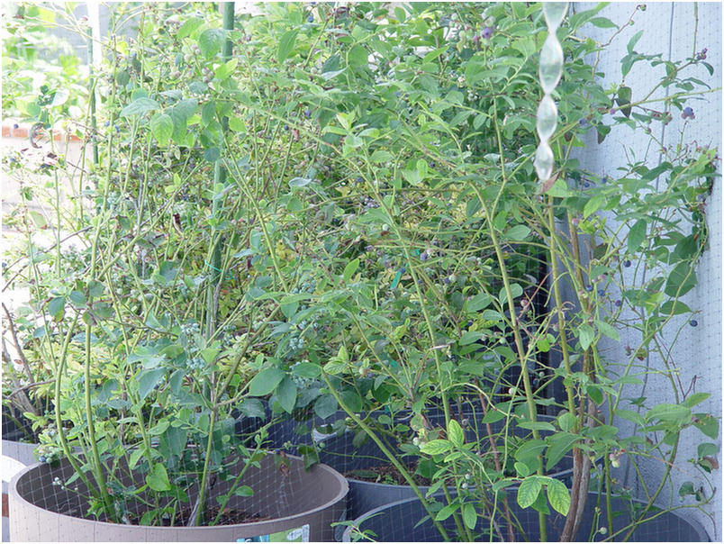 2006 garden