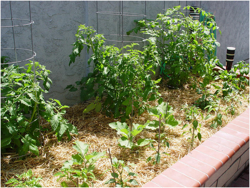 2006 garden