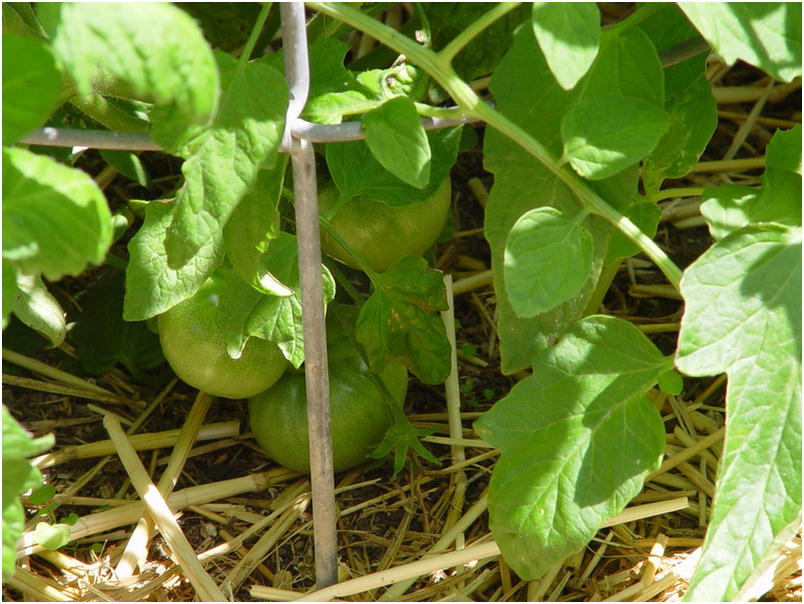 2006 garden