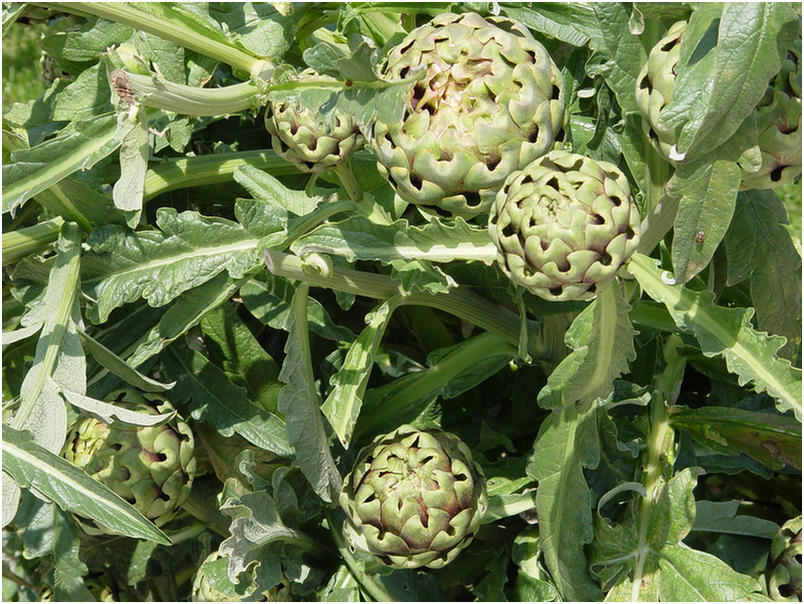 Artichokes were going wild