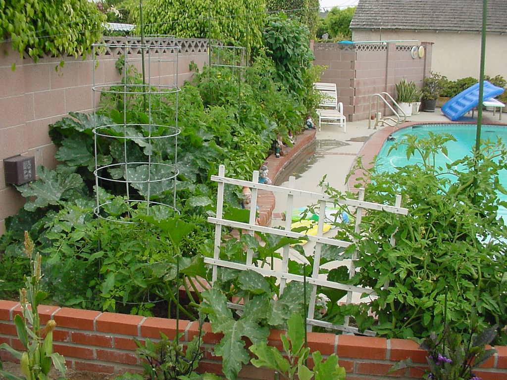 Backyard wall is full to the brim