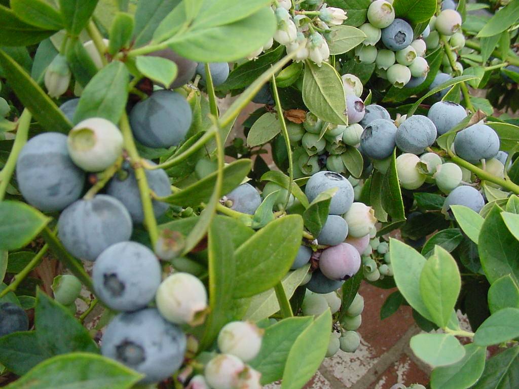 Blueberries, our favorite