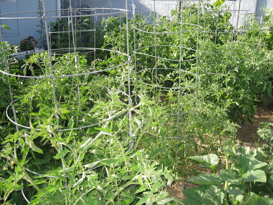 Our vegetable garden on May-June 2014