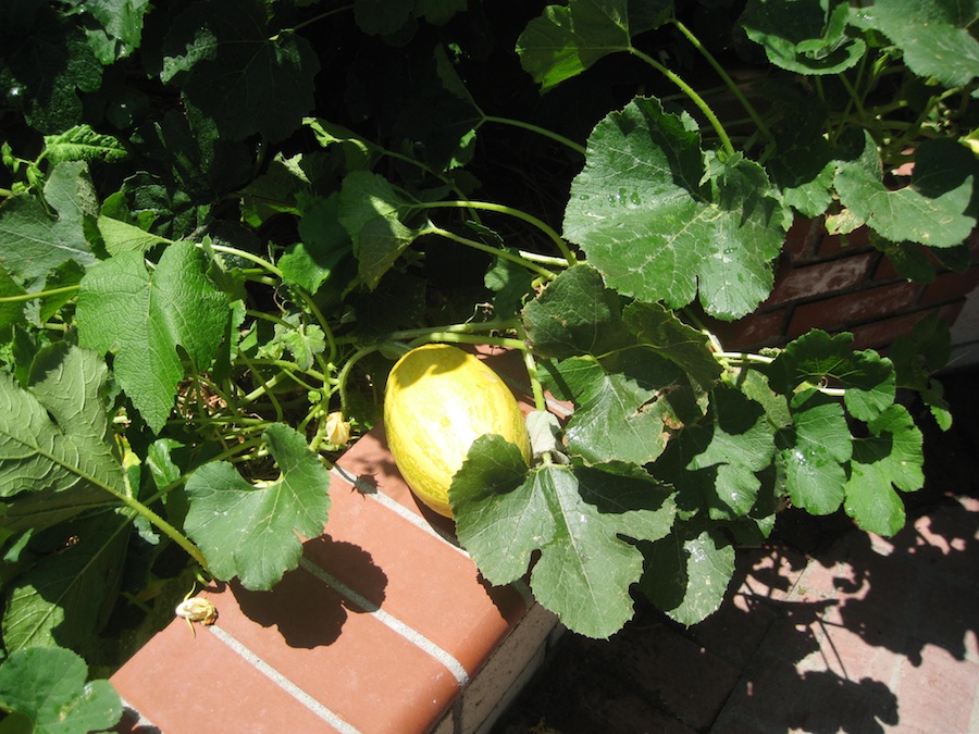 Our vegetable garden on May-June 2014