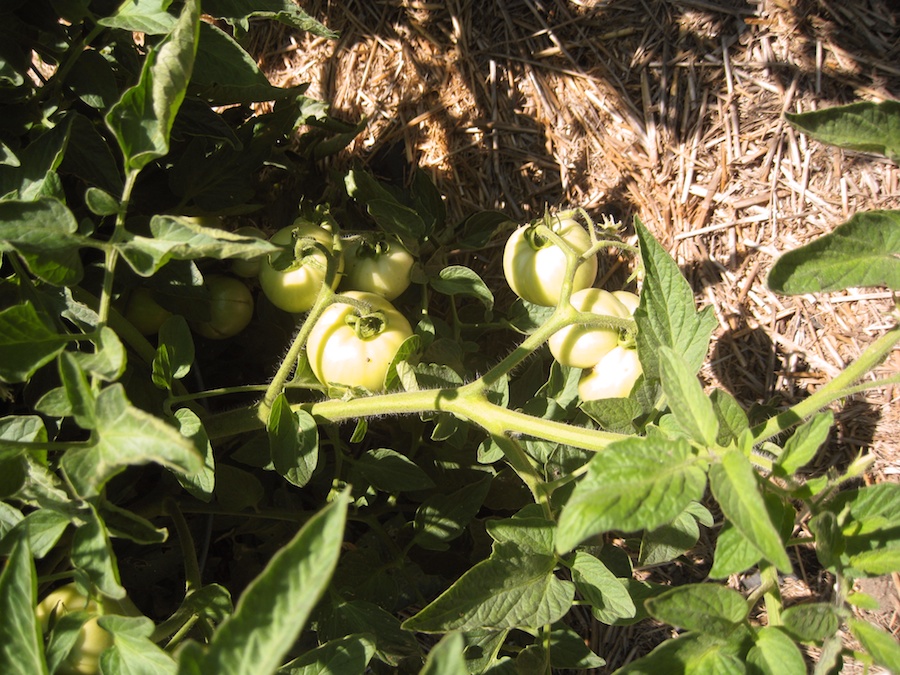 Our vegetable garden on May-June 2014