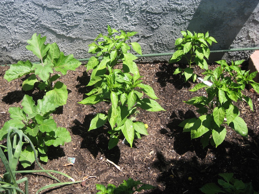 Our vegetable garden on May-June 2014