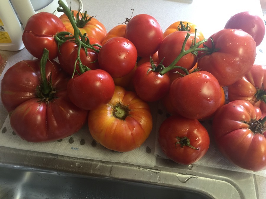 Ratatouille ingredients