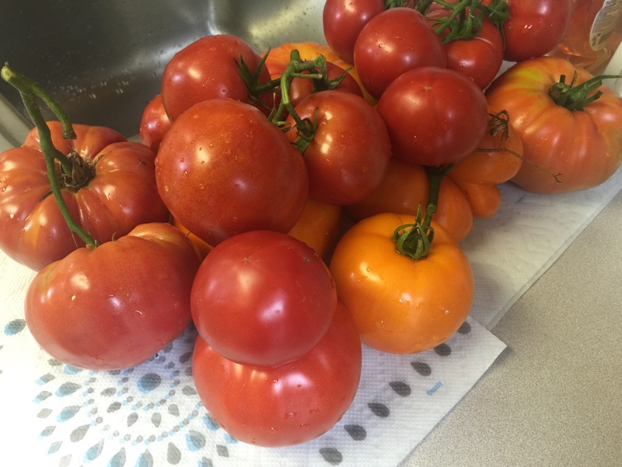 Ratatouille ingredients