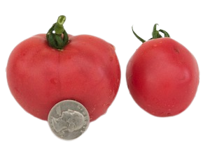 Tomato selections for 2023