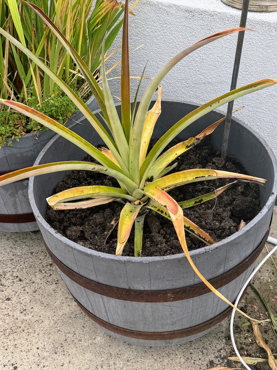 2025 Summer Garden Highlights