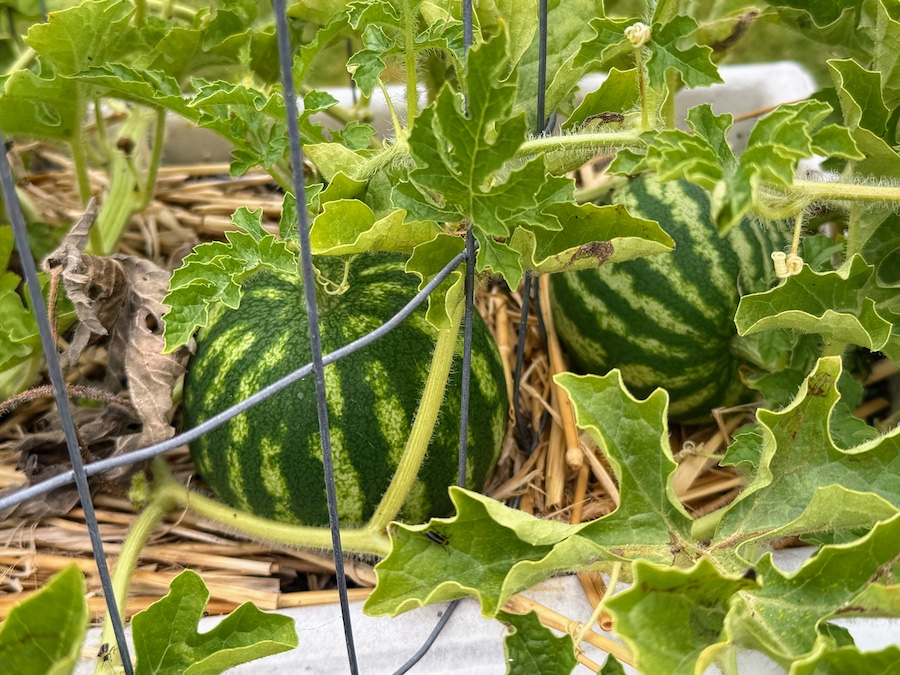 2025 Summer Garden Highlights