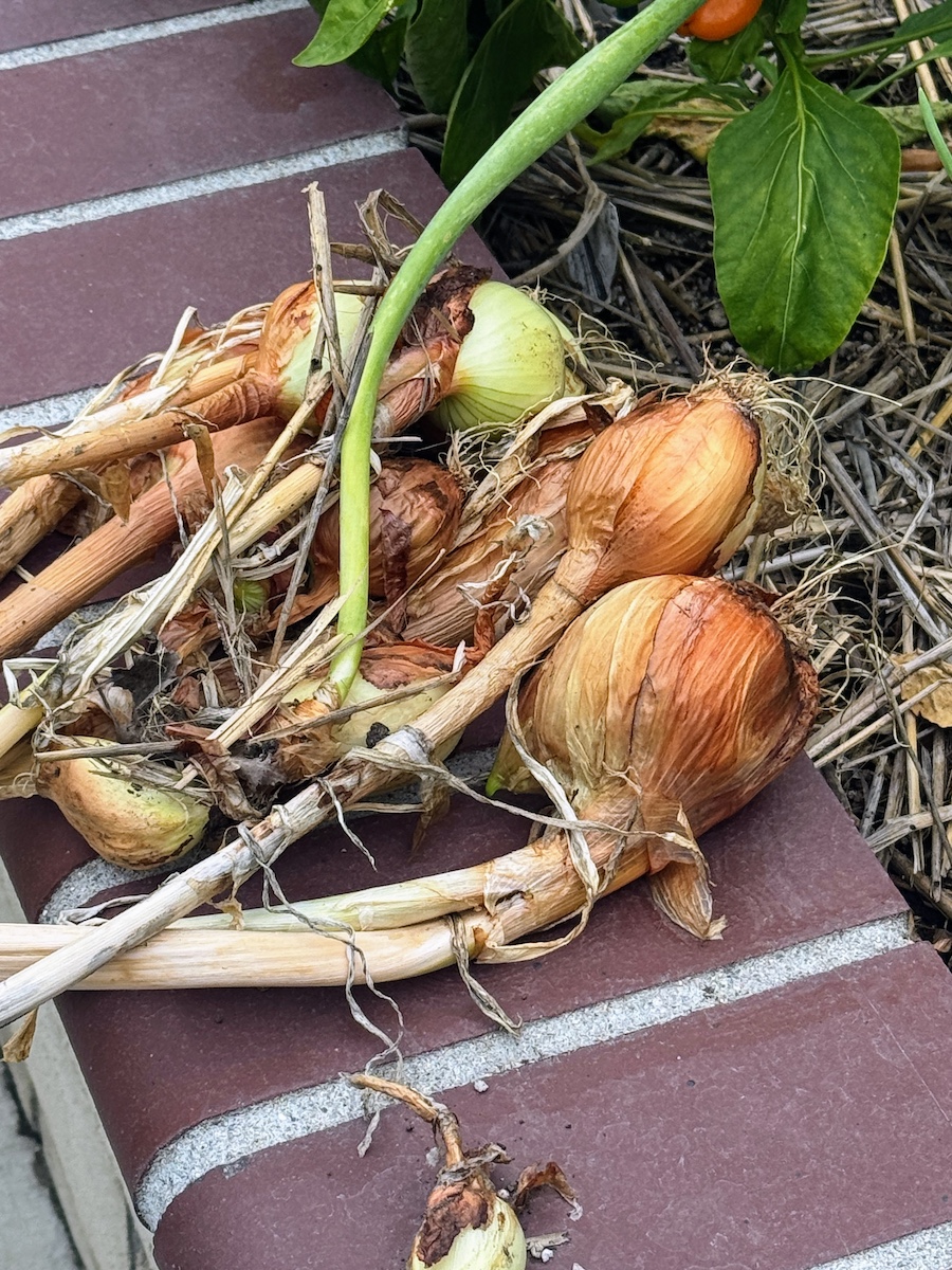 2025 Summer Garden Highlights