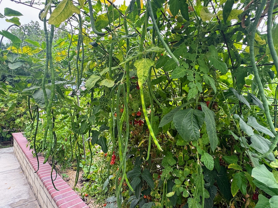 2025 Summer Garden Highlights