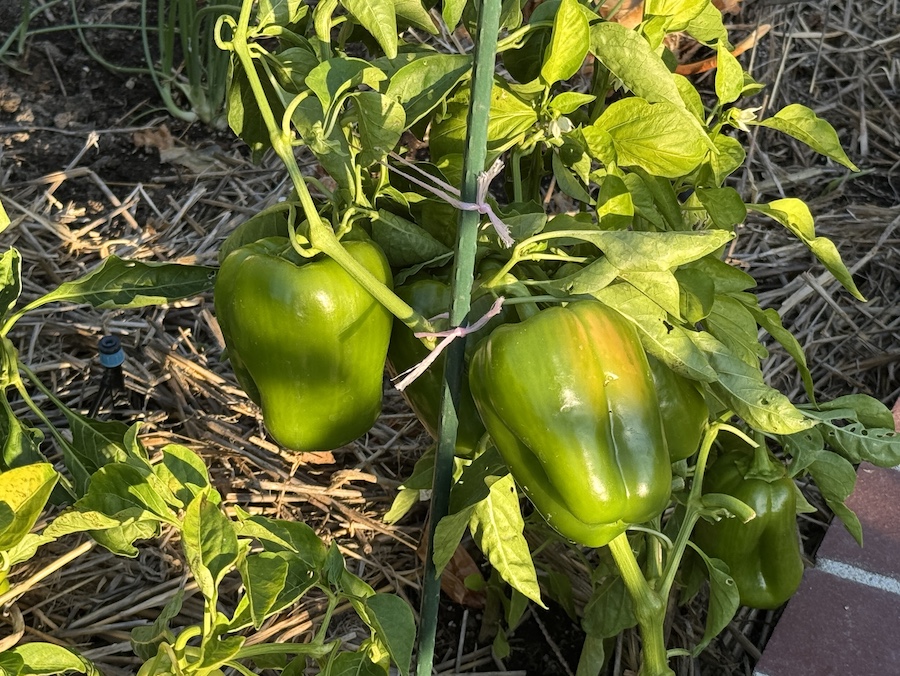 2025 Summer Garden Highlights