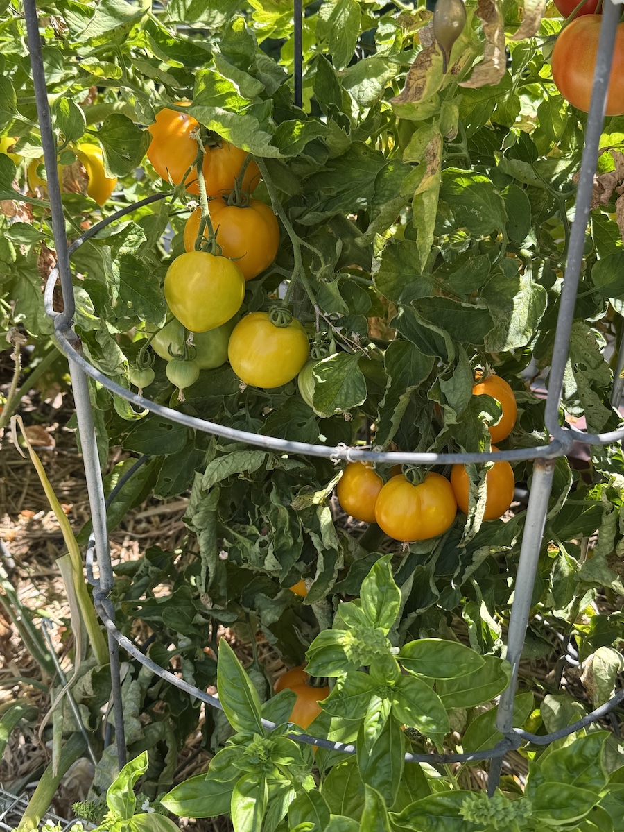 2025 Summer Garden Highlights