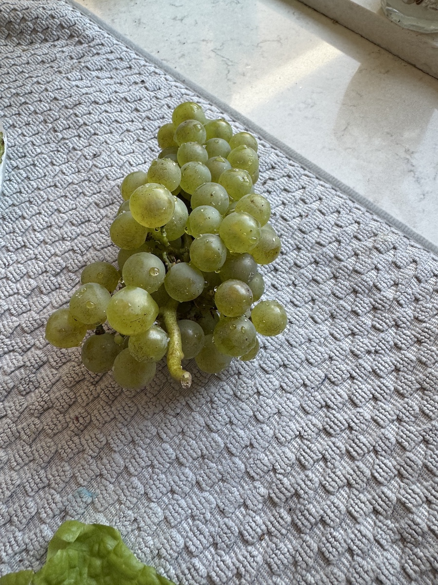 2025 Summer Garden Highlights