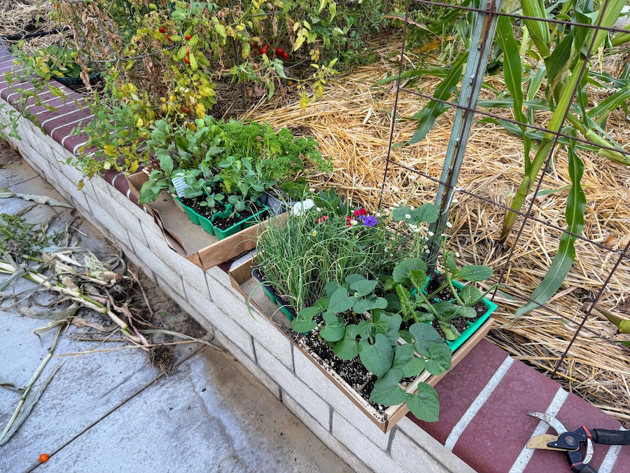 2025 Summer Garden Highlights