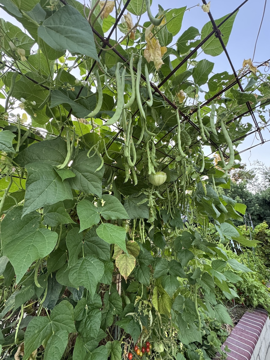 2025 Summer Garden Highlights