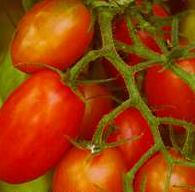 Tomato Grape Juliet