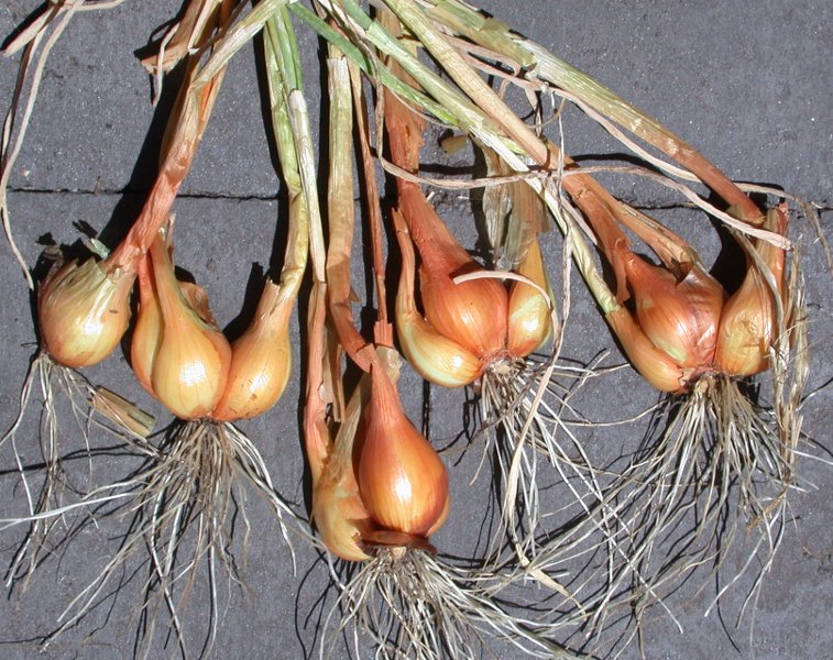 When and How to Harvest Shallots