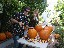 Pumpkin carving slideshow