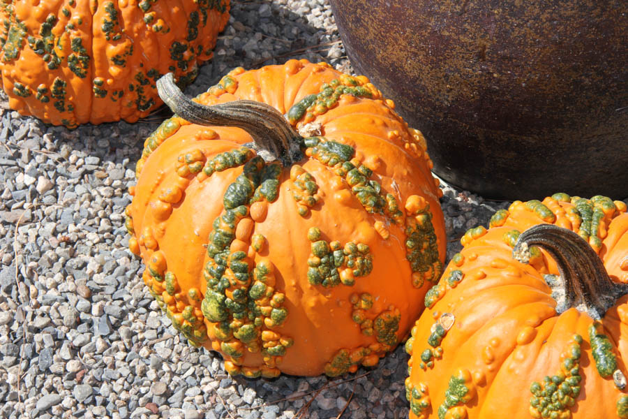 Visit to Roger's Gardens 9/9/2016 to see Halloween on display