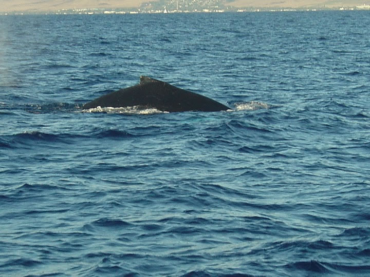 A Trilogoy adventure from Manele Bay north on Lanai