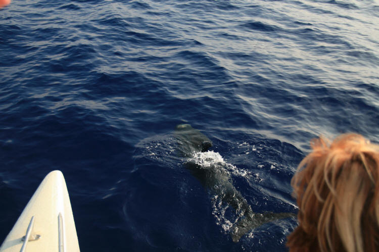 Lanai Vacation 2008  Sunset Cruise With The Whales
