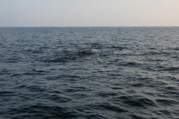 Lanai Vacation 2008  Sunset Cruise With The Whales